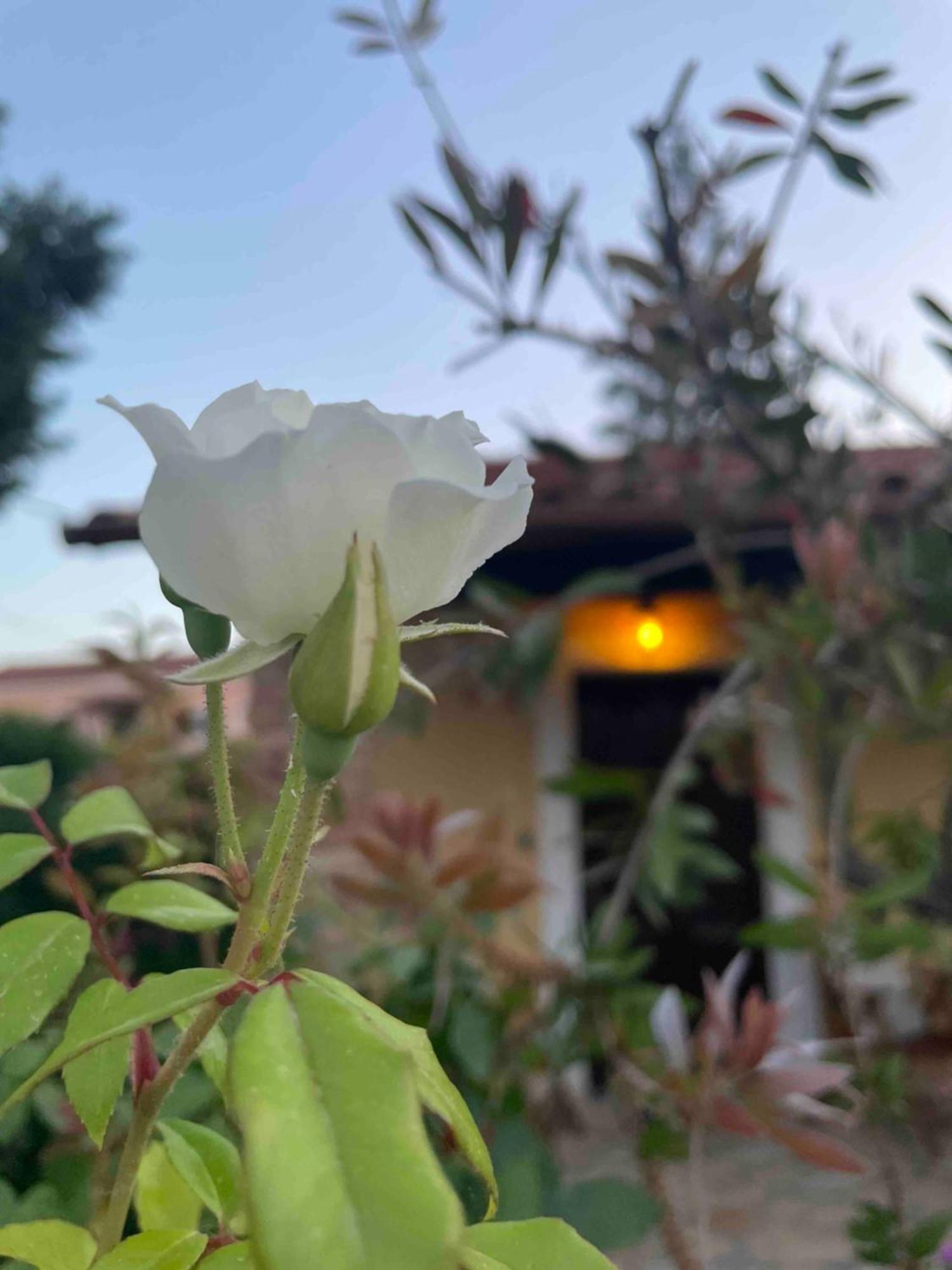 Villa Tina Country Beach Apartments Acharavi  Quarto foto