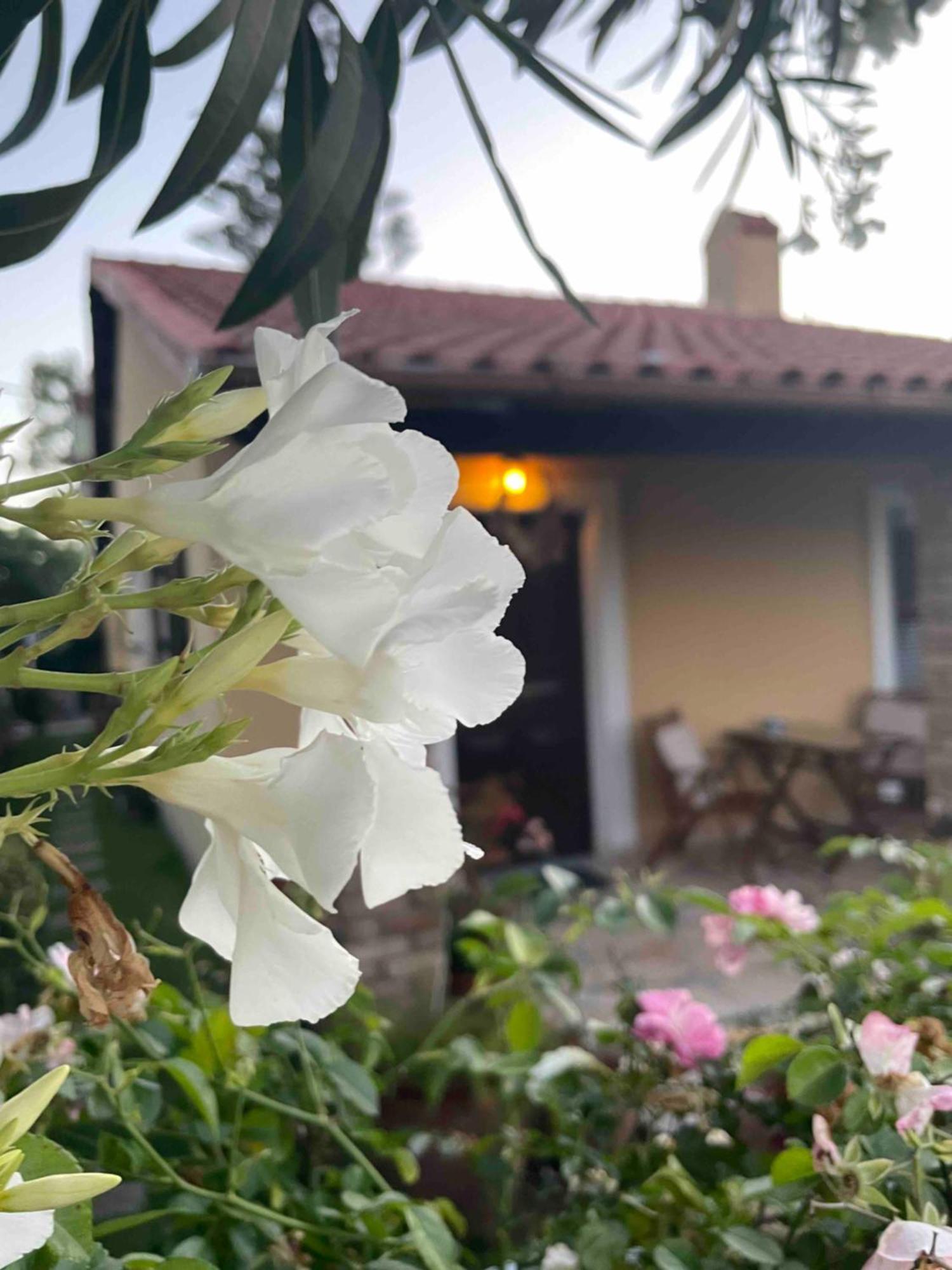 Villa Tina Country Beach Apartments Acharavi  Quarto foto